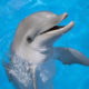 Сонник Дельфин, к чему снятся дельфины во сне?