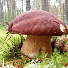 Что означает когда снится грибы?