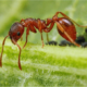 Что означает когда снится муравьи?