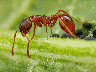 Что означает когда снится муравьи?