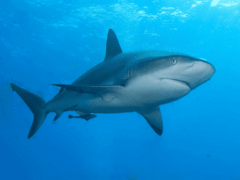 Сонник: акула – что означает видеть во сне акулу?
