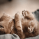 Если приснился котенок, узнать значение сна