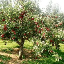Характеристика и описание яблони «Слава победителям»
