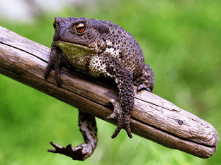 О чем может предвещать увиденная во сне жаба или лягушка