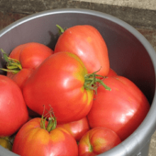 Описание сорта томатов Мазарини: посадка и уход
