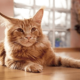 Рыжий Мейн-кун: порода кошек, описание, особенности характера, размеры, чем кормить, как ухаживать, цена котят в питомнике