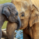 Видеть во слона — что означает слон?