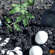 Яичная скорлупа как удобрение для огорода