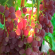 Агротехника выращивания винограда кишмиш: посадка и уход