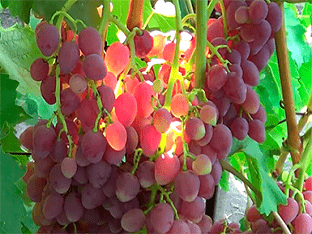 Агротехника выращивания винограда кишмиш: посадка и уход