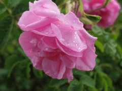 Дамасская роза: лучшие сорта и правила посадки