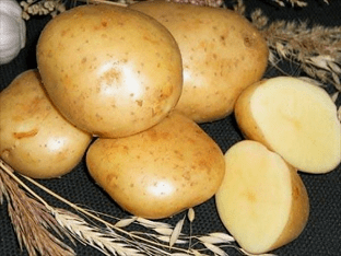 Гала: как вырастить популярный сорт картофеля?