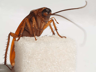 Как и чем травить тараканов, чтобы избавиться от них навсегда?