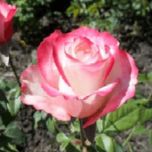 Как вырастить розу Свитнесс — способы и особенности