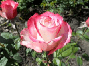 Как вырастить розу Свитнесс - способы и особенности