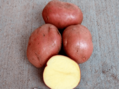 Картофель Беллароза: урожайный, скороспелый, засухоустойчивый