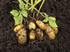 Консервативные и оригинальные методы посадки картофеля