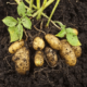 Консервативные и оригинальные методы посадки картофеля