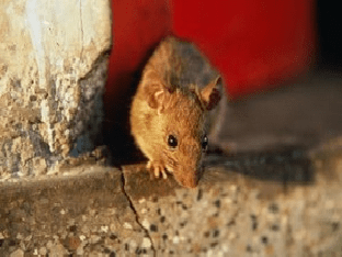 Мыши в доме: как избавиться и чего они боятся?