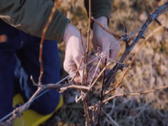 Подготовка винограда к зиме: как обрезать и укрыть виноград правильно