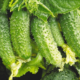 Сорта огурцов: лучшие высокоурожайные сорта для открытого грунта и теплиц