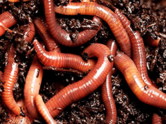 Видеть во сне червей — что означают черви?
