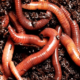 Видеть во сне червей — что означают черви?
