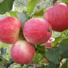 Выращивание яблони московская грушовка в вашем саду