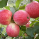 Выращивание яблони московская грушовка в вашем саду