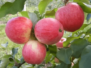Выращивание яблони московская грушовка в вашем саду 