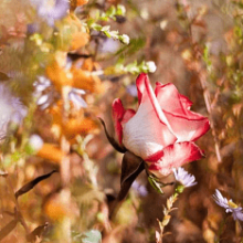 Как подготовить розы к зиме: осенний уход за цветами