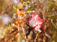 Как подготовить розы к зиме: осенний уход за цветами