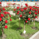 Как вырастить штамбовую розу?