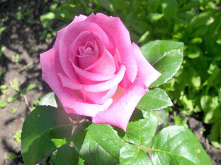 Роза Аква: выращивание и уход в вашем саду