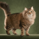 Русская сибирская кошка: описание и характеристика породы