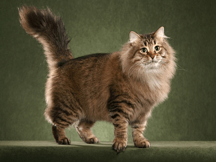 Русская сибирская кошка: описание и характеристика породы