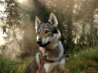 Волкособ: описание, характер, цена собаки-волка