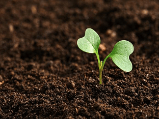 Как правильно выращивать рассаду капусты?