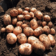 Как ухаживать за картофелем, чтобы сорт «Аврора» дал хороший урожай