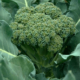Особенности выращивания капусты брокколи