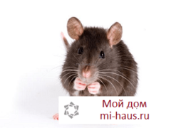 К чему снятся крысы и мыши?