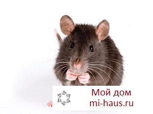 К чему снятся крысы и мыши