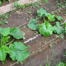 Как сажать и выращивать кабачки?