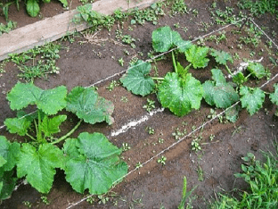 Как сажать и выращивать кабачки?