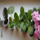 Как выращивать фиалки в домашних условиях?