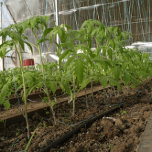 Как вырастить помидоры в теплице — пошаговая инструкция!