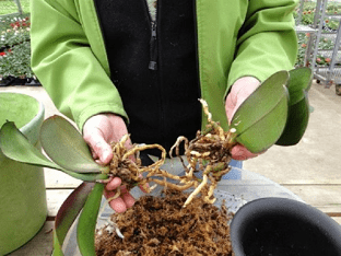 Можно ли рассаживать орхидеи?
