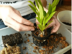Пересадка орхидей в домашних условиях: когда и как