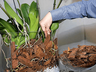 Учимся делать грунт для орхидеи своими руками в домашних условиях - что и как сделать?