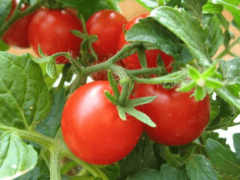 Выращиваем томаты: секреты посадки и ухода